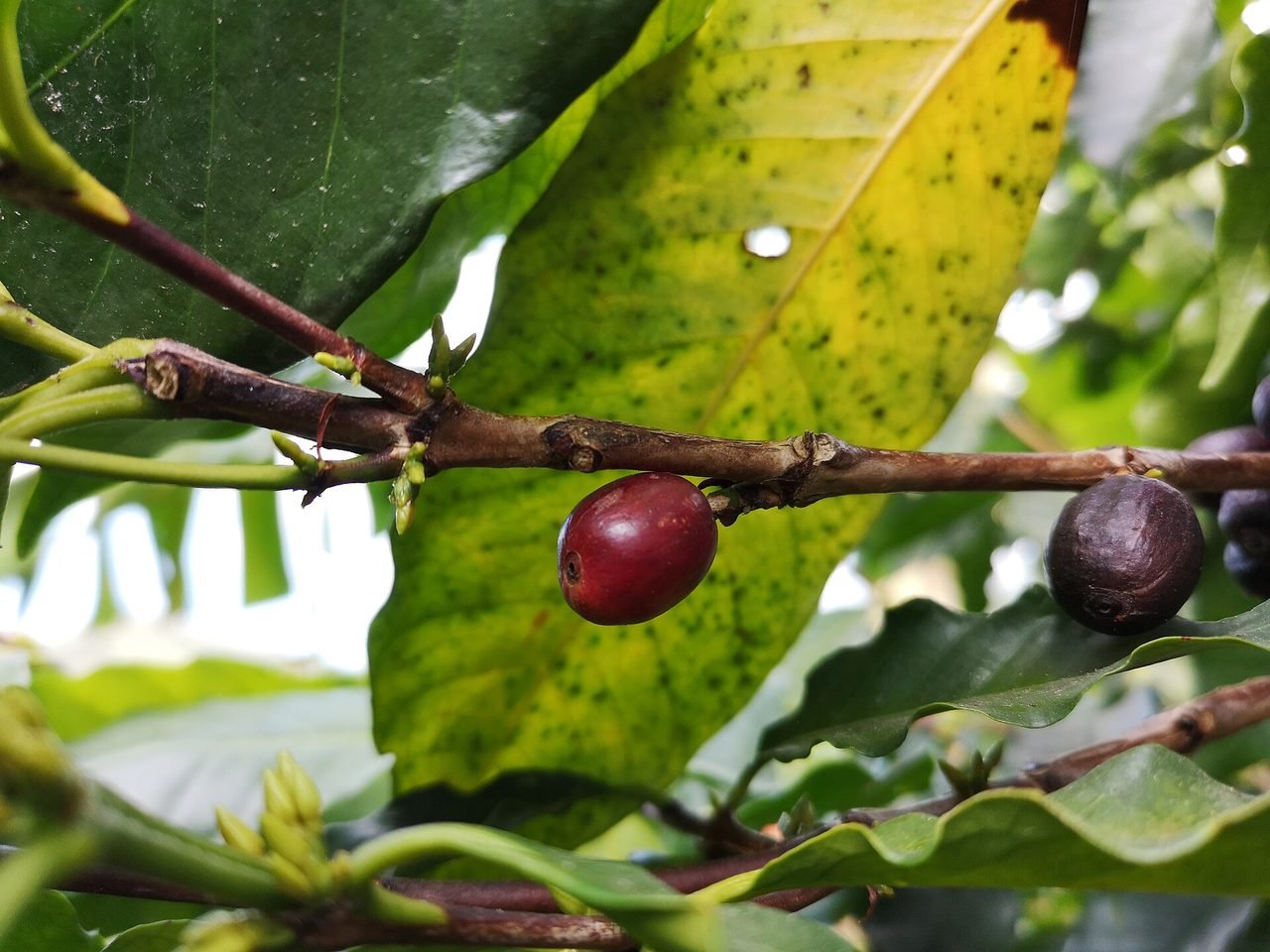Grains de café Bourbon pointu