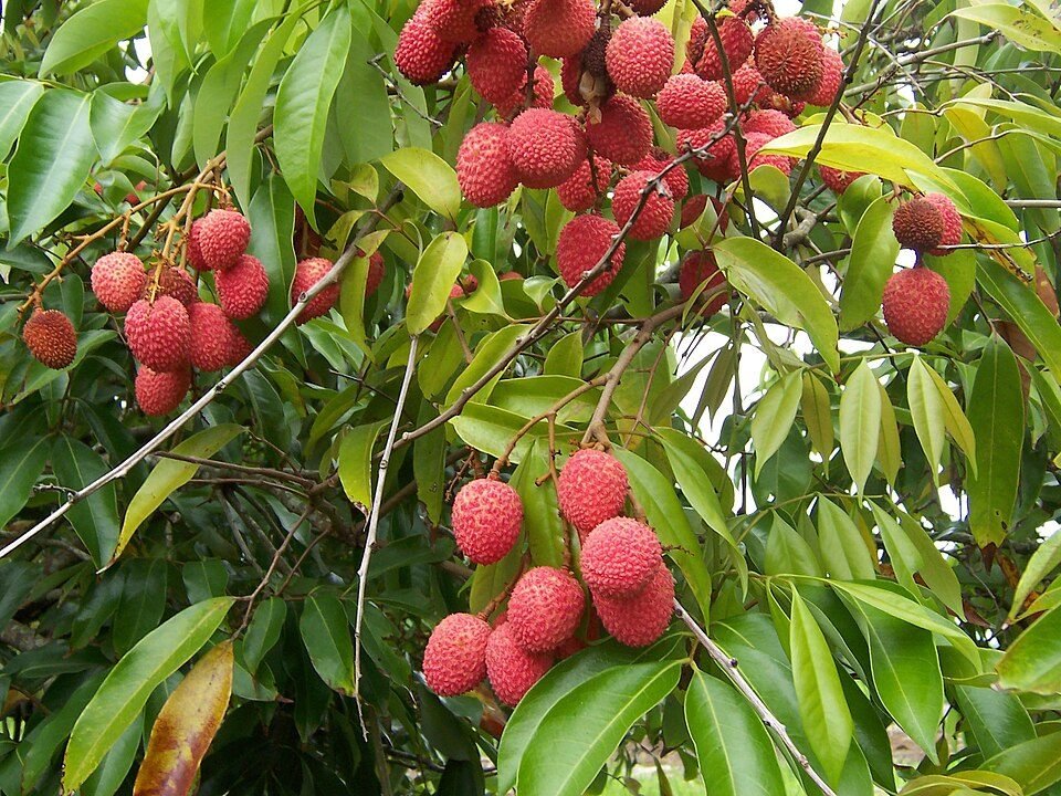 Letchis frais de La Réunion