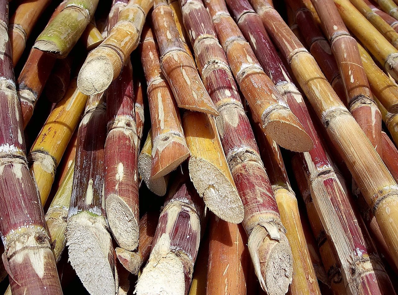 Canne à sucre et sucre roux de La Réunion