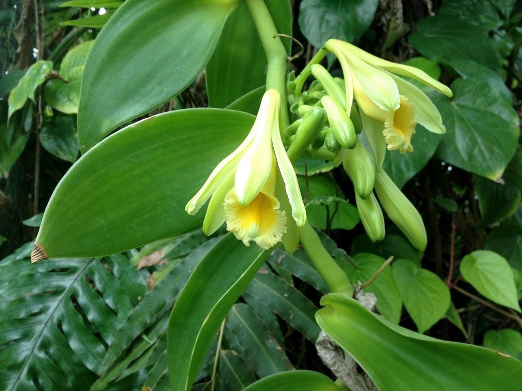 Gousses de vanille Bourbon de La Réunion